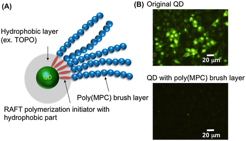 Figure 2. Schematic representation of QD modified with poly(MPC) (A) and fluorescence microscopy image of QD internalization into cells (B).