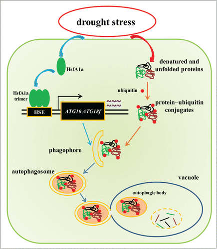 Figure 8. A proposed model for the induction of autophagy by HsfA1a in tomato plants under drought stress. HsfA1a is first activated under drought stress by increasing transcription and trimer formation. Then, activated HsfA1a binds to and upregulates the expression of ATG10 and ATG18f leading to an increase in autophagy. The increase in autophagy leads to an increase in the degradation of insoluble ubiquitinated protein aggregates and cell survival under drought stress.