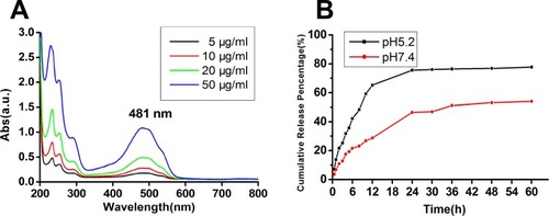 Figure 4 DOX release performance of the nanoparticles.Notes: (A) UV absorption spectra of free DOX. (B) pH-responsive release profiles of the DOX in vitro.Abbreviations: DOX, doxorubicin hydrochloride; MMSN, magnetic mesoporous silica nanoparticle.