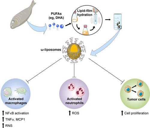 Figure 1 Preparation of ω-liposomes and their cellular targets in disease.Notes: Fish oil and oily fish are rich in ω3 polyunsaturated fatty acids (PUFAs) such as docosahexaenoic acid (DHA). We formulated DHA into ω-liposomes by lipid-film hydration followed by downsizing using extrusion. PEGylated long-circulating liposomes have been shown to accumulate in inflammatory lesions and tumors via the enhanced retention and permeability effect, and thus facilitate local delivery of the PUFAs in ω-liposomes. Multiple pathophysiological processes can be tackled with ω-liposomes. Tissue-associated immune cells, such as plaque macrophages or tumor-associated macrophages, accelerate the progression and invasiveness of the disease by releasing proinflammatory cytokines, such as TNFα and MCP1, and reactive nitrogen species (RNS), which are usually mediated by increased activity of NFκB. Neutrophils can also have significant effects on destabilizing atherosclerotic plaques or on tumor progression via the release of reactive oxygen species (ROS) and via intercommunication with macrophages. A third target for ω-liposomes is the abnormal cellular proliferation of tumor cells.Abbreviations: PEG, polyethylene glycol; ω-liposomes, docosahexaenoic acid-loaded liposomes.