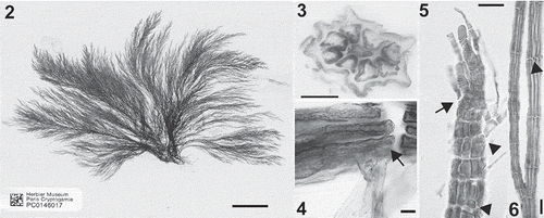 Figs 2–6. Polysiphonia foetidissima: type material. 2. Lectotype (PC 0146017). 3. Cross section of an axis with 8 pericentral cells. 4. Rhizoids cut off from pericentral cells (arrow). 5. Apex showing a branch formed in the axil of a trichoblast (arrow) and trichoblasts or scar cells several segments apart (arrowheads). 6. Axes with a scar cell of a trichoblast (arrowhead). Scale bars = 1.5 cm (Fig. 2), 25 µm (Figs 3–5) and 90 µm (Fig. 6).