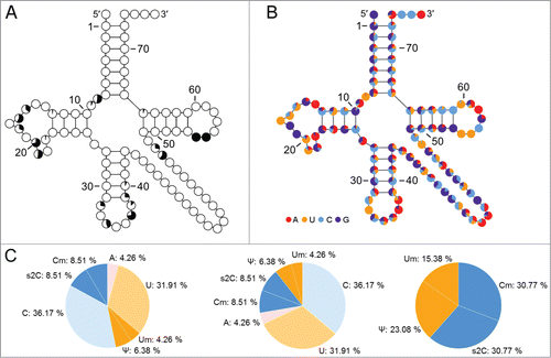 Figure 2. (A) Distribution of modified residues in tRNA sequences from E. coli as presented by the tRNAmodviz server. Percent of modified residues within each position is mapped onto the consensus tRNA secondary structure (small black and white pie charts within the cloverleaf). (B) Frequency of A, U, C or G bases occurrence and their derivatives in tRNA sequences from E. coli. (C) Color pie charts which present detailed information for chosen position in tRNA sorted by the originating base, sorted by the presence of modification or covering modifications only – these options the user can choose when working with tRNAmodviz.