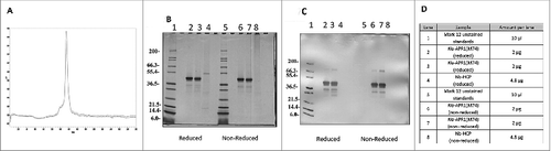 Figure 7. Evaluation of the purity profile of the Na-APR-1 (M74). (A): Analytical SEC HPLC chromatogram of the final purified Na-APR-1 (M74); (B): SDS-PAGE followed by Coomassie Blue Staining of Na-APR-1 (M74) and respective gel loading scheme (D), (C): Western Blot of Na-APR-1 (M74) probed with primary rabbit anti-WT-APR-1 antibodies and AP Goat Anti-Rabbit secondary antibodies and respective loading scheme (D); (D): Gel loading scheme for SDS-PAGE and Western Blot shown in (B and C).