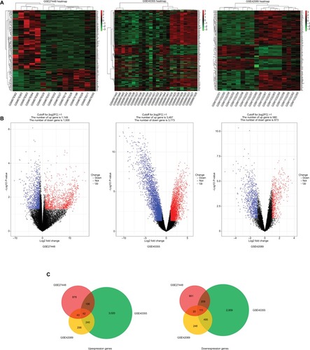 Figure 1 The analysis result of GSE27448, GSE40355, and GSE42089.Notes: (A) Heatmap overview of the differentially expressed genes. Red: upregulation; green: downregulation. (B) Volcano plot of the differentially expressed genes. (C) The result of Venn diagram. DEGs were divided into two groups: upexpression and downexpression. Different color areas meant different datasets and the cross areas represented the commonly changed DEGs.Abbreviation: DEGs, differentially expressed genes.