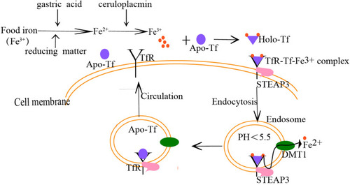 Figure 1 The process of Tf binding to a receptor to transport iron. The iron (Fe3+) in food is reduced to “Fe2+ ”under the action of gastric acid and reducing substances, which is absorbed by intestinal mucosa cells, the absorbed “Fe2+ ” is oxidized as “Fe3+ by ceruloplasmin, then Fe3+ binds to Tf, and the conformation of Tf changes immediately after binding with Fe3+, which helps Tf to bind to the Tf receptor (TfR) on the cell membrane surface to form a “TfR-Tf-Fe3+” complex. Subsequently, the complex enters the cell through receptor-mediated endocytosis to form an endosome coated with clathrin. In the acidic milieu (pH<5.5) in the endosome, Fe3+ dissociates from Tf and is reduced to Fe2+ by metalloreductases such as six-transmembrane epithelial antigen of the prostate 3 (STEAP3) followed by transportation into the cytosol by divalent metal transporter 1 (DMT1).Following, the Tf/TfR complex recirculates to the cell surface, separates, and enters into the blood circulation for the next process of iron ion transport.