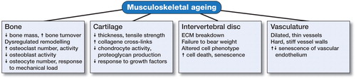 Figure 4. Musculoskeletal ageing. The various tissues that comprise the skeleton are each susceptible to ageing-related deterioration, and have a reduced capacity to function adequately with increasing lifespan.