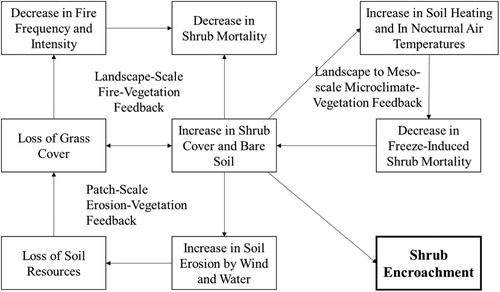 Figure 2. Positive feedback for shrub–grass bistable state shift at different scales (adapted from (D’Odorico et al. Citation2010)).