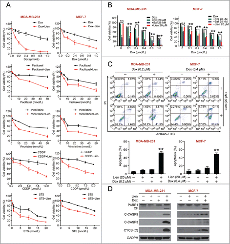 Figure 5. Liensinine sensitizes to a variety of anticancer drug-induced cell death in MDA-MB-231 and MCF-7 cells. (A) MDA-MB-231 and MCF-7 cells were treated with various concentrations of doxorubicin (Dox), paclitaxel, vincristine, cisplatin (CDDP), and staurosporine (STS) in the presence or absence of 20 μM Lien for 48 h, and MTT assays were performed to assess cell proliferation. (B) Cells were treated with increasing doses of Dox in the presence or absence of chloroquine (CQ, 20 μM), Baf (25 nM) or Lien (20 μM) for 48 h, and cell proliferation were measured by MTT assay (mean ± SD for 3 independent experiments; **P < 0.01, n.s, not significant). (C) Cells were cotreated with 20 μM Lien and Dox (0.2 μM for MDA-MB-231 and 0.4 μM for MCF-7 cells) for 48 h, and apoptosis was determined by ANXA5-FITC/PI staining and flow cytometry (mean ± SD for 3 independent experiments; **P < 0.01 compared with control or Lien and Dox treatment alone). (D) Cells were treated as in (C), total cellular extract and cytosol fractions were prepared and subjected to western blot using antibodies against PARP1, cleaved-CASP9 (C-CASP9), cleaved-CASP3 (C-CASP3), and CYCS/cytochrome c (cytosol fraction).