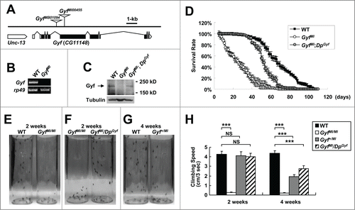 Figure 6. Gyf mutant flies exhibit shortened life span and mobility defects. (A) Schematic genomic organization of the Gyf (CG11148) locus and Gyf mutants. Triangles, transposon insertions; open boxes, untranslated exons; closed boxes, protein-coding exons. Scale bar, relative length of 1-kb genomic span. (B and C) Absence of Gyf expression in Gyf-null flies (GyfMI). RT-PCR of Gyf and rp49 (B) and immunoblotting of Gyf (180 kDa) and Tubulin (50 kDa) (C) were conducted from the flies of indicated genotypes. (D) Survivorship of WT (w1118 control), Gyf-null mutant (GyfMI) and Gyf-null mutant with Gyf genomic rescue (GyfMI; DpGyf) male flies (n ≥ 180). Survival of 4 independent cohorts is presented as mean ± standard error. (E–G) Photographs of the vials containing 2- or 4-wk-old adult male flies of indicated genotypes taken at 3 sec after negative geotaxis induction. (H) Quantification of the climbing speeds of indicated 2- or 4-wk-old adult male flies (n ≥ 80). Climbing speed is presented as mean ± standard error. P values were calculated using the Student t test. *** P < 0.001; NS, not significant.