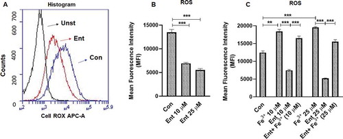 Figure 4. Ent inhibits reactive oxygen species (ROS) generation in intestinal epithelia. HT29 cells were incubated with Ent (0–25 µM), Fe3+ (0–25 µM) or Ent+ Fe3+ (1:1 ratio) for 24 h in serum-free media supplemented with 1% penicillin-streptomycin and ROS generation was measured using CellROX® Deep Red dye. (a) Histograms represent the flow cytometric analysis of intracellular ROS generation in basal and Ent treated intestinal epithelial cells quantified as MFI. (b) Bar graphs represented the dose dependent effects of Ent on basal ROS generation. (c) Bar graphs denote the effects of Ent, Fe3 or Ent+ Fe3+ (1:1 ratio) on basal ROS generation. MFI = Mean fluorescence intensity. Unst = unstained control cells treated with DMSO, Con = control cells treated with DMSO stained with CellROX® Deep Red dye. In vitro assays were performed in triplicates and data represented as mean ± SEM. **p < .01 and *** p < .001