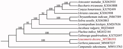 Figure 1. Maximum-likelihood phylogenetic tree for L. decora based on 13 complete chloroplast genomes. The number on each node indicates the bootstrap support value.