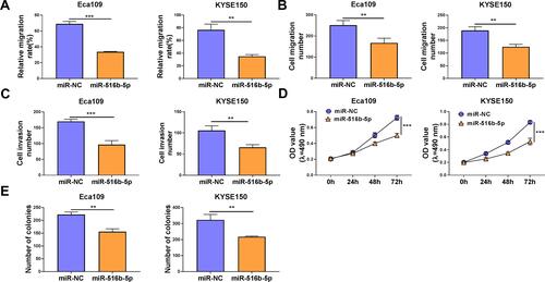 Figure 4 MiR-516b-5p accumulation inhibits the malignant behaviors of ESCC cells. (A–E) Eca109 and KYSE150 cells were transfected with miR-NC or miR-516b-5p. (A) Cell migration ability was assessed by wound healing assay. (B and C) Cell migration and invasion abilities were analyzed by transwell migration assay and transwell invasion assay, respectively. (D) MTT assay was conducted to assess cell proliferation capacity. (E) The number of colonies was analyzed by colony formation assay. **P<0.01, ***P<0.001.