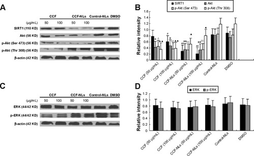 Figure 10 Apoptosis induced by CCF-NLs is associated with the PI3K/AKT/MAPK signaling pathway.Notes: (A and B) CCF-NLs induced downregulation of SIRT1 (#P<0.05, ##P<0.01, vs control) and decreased AKT levels (*P<0.05, **P<0.01, vs control). Phosphorylation of Akt (Ser 473), (ΔP<0.05, ΔΔP<0.01, vs control) or Akt (Thr 308), (▲P<0.05, ▲▲P<0.01, vs control) was significantly lower when SIRT1 was inhibited by CCF-NLs. (C and D) Compared with the control, CCF-NLs had no effect on ERK and phosphor-ERK levels with downregulation of SIRT1 levels.Abbreviations: CCF, Cotinus coggygria flavonoid; CCF-NLs, Cotinus coggygria flavonoid nanoliposomes; NLs, nanoliposomes; DMSO, dimethyl sulfoxide; ERK, extracellular signal-regulated kinase; p-ERK, phosphor-ERK.