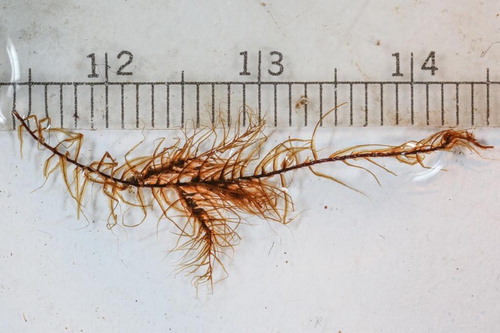 Figure 2. Benthic aquatic moss recovered from 15 m depth in White Pond. Millimeter scale shown above.