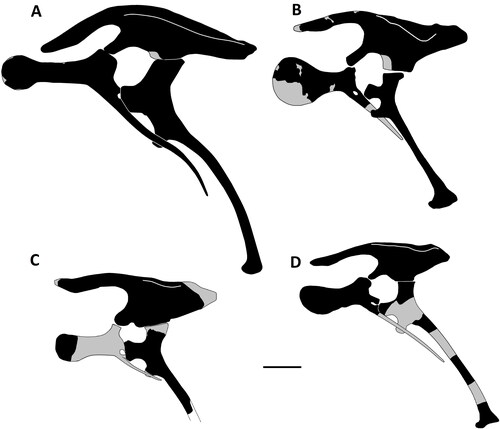 Figure 44. Pelvic girdle reconstructions of Isle of Wight iguanodontian holotypes and the Belgian Iguanodon bernissartensis lectotype, with some restoration. Black areas represent actual material, grey restoration. A, Iguanodon bernissartensis RBINS R51 redrawn after Norman (Citation1980; fig. 64), B, Comptonatus chasei IWCMS 2014.80, C, Brighstoneus simmondsi MIWG 6344 (fragment of assumed prepubis) and D, Mantellisaurus atherfieldensis, ilium and pubis from NHMUK PV R 5764, ischium based on Hooley (Citation1925; fig. 10). Scale bar represents 200 mm.