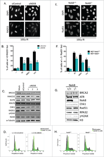 Figure 2. NEK8 modulates RAD51 foci formation following DNA damage and replication fork stall. A. Representative image of IR (10Gy, 6h)-induced RAD51 foci in U-2 OS cells treated with indicated siRNA. B. Quantification of the percentage of siRNA depleted U-2 OS cells with greater than 5 RAD51 foci following treatment with IR (10Gy, 6h), MMC (60 ng/mL, 24h) and HU (2 mM, 24 h). C. Western blot of key DNA repair protein expression in U-2 OS cells depleted of NEK8. D. siRNAs targeting NEK8 were transfected into U-2 OS cells (20nM), treated with HU (2 mM, 24 h) or untreated, then fixed and stained with propidium iodide prior to FACS cell cycle analysis. E. Representative image of IR (10Gy, 6 h) induced RAD51 foci in Nek8+/+ and Nek8−/− MEFs. F. Quantification of the percentage of Nek8+/+ and Nek8−/− MEFs with greater than 5 RAD51 foci following treatment with IR (10Gy, 6 h), MMC (60 ng/mL, 24 h) and HU (2 mM, 6 h). G. Western blot of key DNA repair protein expression in Nek8+/+ and Nek8−/− MEFs. H. Nek8+/+ and Nek8−/− MEFs were treated with HU (2 mM, 24 h) or untreated, harvested, fixed and stained with propidium iodide prior to FACS cell cycle analysis. (n = 3, +/- SEM). * = p < 0.05, ** = p < 0.01, *** = p < 0.001 relative to siControl or Nek8+/+ MEFs.