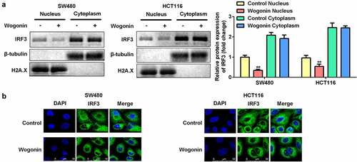 Figure 6. Wogonin suppressed IRF3 translocation to the cell nucleus.