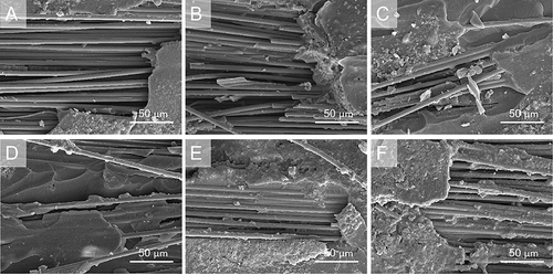 Figure 11 (A-F) Representative SEM photomicrographs of cohesive failure in FRC of 6 groups. (1000×).