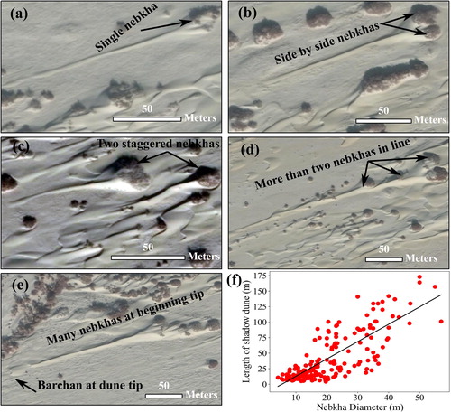Figure 5. Shadow dunes at lee side of nebkhas in Kuruk Tagh Desert, eastern margin of Tarim Basin, NW China. (a) Shadow dune at lee side of a single nebkha dune (39°56′18ʺ N, 88°29′11ʺ E). (b) Shadow dunes at the lee side of two side by side nebkhas (39°59′38ʺ N, 88°29′25ʺ E). (c) Shadow dune at lee side of two staggered nebkhas (39°58′18ʺ N, 88°29′24ʺ E). (d) Shadow dune at lee side of two nebkhas in a line (bead-like dunes) (39°58′43ʺ N, 88°29′41ʺ E). (e) Shadow dune at lee side of many nebkhas (39°53′54ʺ N, 88°25′18ʺ E). (f) Relationship between the nebkha width and length of the shadow dunes. All of the widths and the lengths of dunes have been traced manually on the high resolution (the resolution is 0.23 m) Google Earth images. Solid line is the best linear fit.