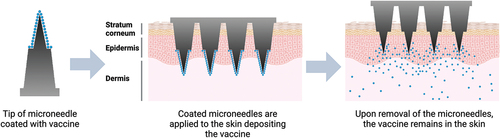 Figure 2. Schematic representation of the coated MAP. vaccines are dry coated onto the tips of the microprojections before application to the skin. Created with BioRender.com.