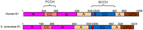 Fig. 1. Domain architectures of human and S. cerevisiae ubiquitin E1.Notes: A, adenylation domain; CC, cysteine catalytic domain; UFD, ubiquitin-fold domain. C632 and C600 are the active site cysteine residues for human and S. cerevisiae E1, respectively.