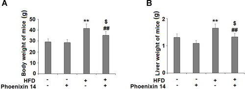 Figure 1 Administration of phoenixin 14 decreases body weight and liver weight in NAFLD experimental mice. Mice were divided into four groups: normal chow (NC) group; normal chow (NC) + phoenixin 14 group; a high-fat diet group (HFD) group; a high-fat diet + phoenixin 14 (100 ng/g body weight) group. (A) Body weights of mice; (B) Liver weights of mice (**P<0.01 vs vehicle group; ##P<0.01 vs HFD group, $P>0.05 vs vehicle group).