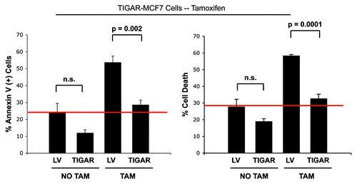 Figure 7. TIGAR overexpression mediates tamoxifen-resistance in MCF7 cells. TIGAR-MCF7 cells and control MCF7 cells were treated with 12 µM tamoxifen or vehicle alone for 24 h. Apoptosis was measured by annexin V and PI. Left panel: Percentage of annexin V+ MCF7 cells. Right panel: Percentage of MCF7 cell death (annexin V+ and/or PI+). Note that upon tamoxifen treatment, TIGAR overexpressing MCF7 cells display a nearly 2-fold decrease in apoptosis as compared with Lv-105 control MCF7 cells, indicating that TIGAR expression is one of the mechanisms mediating tamoxifen resistance in breast cancer cells. (p = 0.002 and p = 0.0001 respectively).