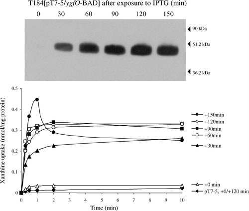 Figure 6. IPTG-inducible expression and activity of YgfO-BAD. E. coli T184 harbouring pT7–5/ygfO-BAD or vector pT7–5 alone was grown aerobically at 37°C in complete medium, to mid-logarithmic phase, and induced with IPTG (0.5 mM) for the indicated periods of time. Part of the harvested cells was used to prepare membrane fractions and subjected to immunoblot analysis (100 µg protein per lane) using the anti-LacY-epitope antibody (upper panel), and part of them was resuspended in reaction buffer (35 µg of protein per 50 µL) to assay transport of [3H]xanthine (1 µM) (lower panel), as indicated. Prestained molecular weight standards (Bio-Rad, low range) are shown on the right of the upper panel.