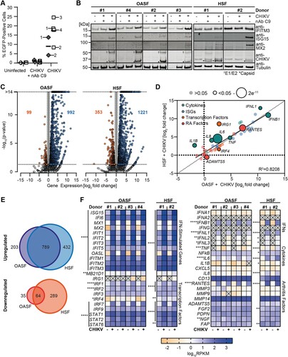 Figure 2. CHIKV infection provokes a strong cell-intrinsic immune response in synovial fibroblasts. (A) OASF were infected with 5′EGFP-CHIKV at an MOI of 10 in the presence or absence of the anti-E2 antibody C9 and the percentage of EGFP-positive cells was measured by flow cytometry (OASF: squares, n = 4; HSF: diamonds, n = 2. The infected samples are marked with their respective donor number). (B) Selected proteins of cells infected in A were analysed by immunoblotting (n = 4). (C-F) RNA from cells infected in A was extracted and subjected to RNA-seq (n = 4). Differentially expressed genes were identified by comparison of raw count data, with calculation of false-discovery rate (FDR) p-value for multiple comparisons. (C) Analysis of up- and downregulated genes in CHIKV-infected samples compared to mock. Dotted lines indicate cutoff for <1.5 fold regulation and a p-value of >0.05. (D) Visualization of the fold change induction of indicated genes in CHIKV-infected OASF and HSF. Average fold change (log2) values for infected OASF are plotted on the x-axis, with corresponding values from infected HSF plotted on the y-axis. R2 value and regression line for the comparison are inset, dot sizes indicate significance. (E) Overlap of significantly (FDR-p <0.05) up- and downregulated genes in infected OASF and HSF. Numbers of genes up- or downregulated in either OASF or HSF only, or in both cell-types, are indicated. (F) Heatmaps of selected gene expression profiles related to innate immune responses (left) or to secreted proinflammatory mediators and arthritis-connected genes (right) in uninfected or CHIKV-infected cells.