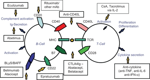 Figure 1 Potential future targets and relevant drugs in connection with B-cells and T-cells in the management of systemic lupus erythematosus (SLE).