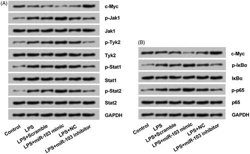 Figure 7. miR-103 regulated the NF-κB and JAK/STAT pathways activity through c-Myc modulation. (A) The expression of phosphorylated key proteins of NF-κB pathway and (B) JAK-STAT pathway were appraised by western blot. NF-κB: nuclear factor κB; JAK: janus kinase; STAT: signal transducers and activators of transcription; miR-103: microRNA-103.