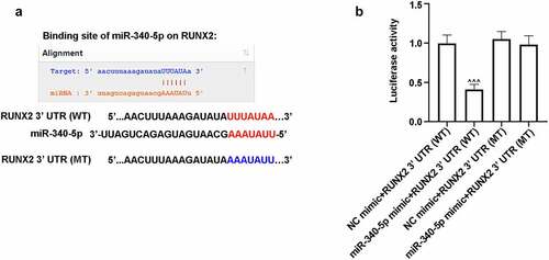 Figure 5. RUNX2 was a possible target gene of miR-340-5p. (a) The binding sequences of miR-340-5p and RUNX2 3ʹ UTR (WT or MT). (b) 293 T cells were co-transfected with miR-340-5p mimic or NC mimic and RUNX2 3ʹ UTR (WT) or RUNX2 3ʹ UTR (MT) for 48 h. After co-transfection, cells were lysed, and the luciferase activity was evaluated by the kit. Results were presented as means ± SD (N = 3 in each group). ^^^P < 0.001 versus miR-340-5p mimic+RUNX2 3ʹ UTR (MT) group. WT, wild type; MT, mutant type; UTR, untranslated region