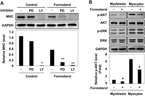 Figure 3. Effect of formoterol on PI3K–AKT signaling pathway. (A) L6 myoblasts were differentiated in the presence of PD98059 (50 μM) or LY294002 (20 μM) with and without formoterol (100 nM) for 72 h. The cells were lysed and immunoblotted with anti-MHC. Band intensities were quantified and normalized to GAPDH control. Results are obtained from three independent experiments. Values from cells treated with DMSO are set to 1. Bars, the mean result ± SD. *p < 0.05 relative to control cells treated with only DMSO, **p < 0.05 relative to cells treated with only formoterol. (B) L6 myoblasts or L6 myocytes (serum starvation for 48 h) were incubated with either DMSO or formoterol for 5 min. The cells were lysed and immunoblotted with antibodies against p-Akt, Akt, p-ERK, and ERK. Results are obtained from three independent experiments. Values from cells treated with only DMSO are set to 1. Bars, the mean result ± SD. #p < 0.05 relative to L6 cells treated with only DMSO.
