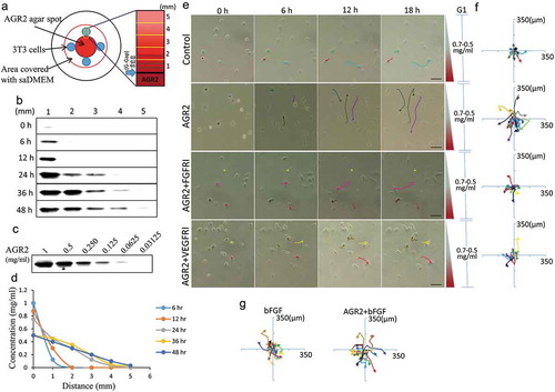 Figure 1. Extracellular AGR2 increases the chemotaxis of NIH3T3 cells through FGFR and VEGFR under saDMEM. (a) Schematic diagram showing generation and simulation of the AGR2 concentration gradient. (b) Western blot results showing AGR2 concentration gradient development compared with a western blot of (c) standard AGR2 concentration. (d) The plot of relative AGR2 concentration calculated from band intensity using Image studio software. (e) Time-lapsed images of NIH3T3 cells migrating along the concentration gradient of AGR2 in G1 under saDMEM semisolid medium, Images were taken using phase contrast microscopy at x100 magnification. Scale bar: 100 µm. (f) & (g) Trajectories of NIH3T3 cells migration along a concentration gradient of AGR2, AGR2-FGFRI, and AGR2-VEGFRI, bFGF, AGR2-bFGF. AGR2: anterior gradient 2; bFGF: basic fibroblast growth factor 2; FGFRI: fibroblast growth factor receptor inhibitor; VEGFRI: vascular endothelial growth factor receptor inhibitor.