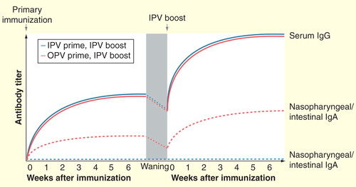 Figure 2. Schematic representation of serum and secretory antibody responses following administration of IPV to OPV- or IPV-primed individuals. Primary immunization with OPV induces both a humoral response (serum IgG) and a mucosal response (intestinal and nasopharyngeal IgA), whereas IPV induces only a humoral response and potentially a limited mucosal response in the nasopharynx. However, following the waning of OPV-induced mucosal immunity, administration of IPV is capable of boosting both humoral and mucosal immunity in OPV-primed individuals. The same boosting of humoral immunity does not occur among individuals without prior OPV exposure.