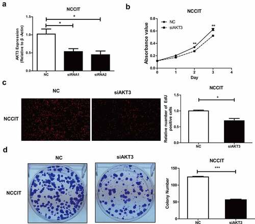 Figure 3. Effect of AKT3 silencing on NCCIT cells biological functions. (a) The silencing effect of AKT3 siRNA by qRT-PCR. (b) MTT assay showing cell proliferation upon AKT3 silencing. (c) EdU assay showing DNA synthesis ability of AKT3-silenced NCCIT cells. (d) Colony formation assay showing cell colony formation ability after AKT3 silencing. *p< 0.05, **p< 0.01, ***p< 0.001