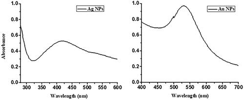 Figure 2. UV-Visible spectrum of (A) AgNPs and (B) AuNPs of MLE.