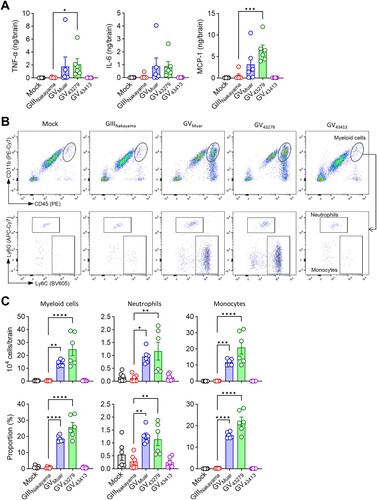 Figure 5. Immunopathology of mice infected with 43279 and 43413. BALB/c mice were intravenously infected with 106 pfu of each JEV strain (n = 6). (A) TNF-α, IL-6, and MCP-1 levels were measured in brain homogenates (n = 6). (B) Representative flow cytometry analysis of brain myeloid cells (CD45hiCD11b+). Myeloid cells were further divided into neutrophils (Ly6CintLy6G+) and monocytes (Ly6ChiLy6G-). (C) Absolute number and proportion of myeloid cells in the brain (n = 6). Data were pooled from two independent experiments.