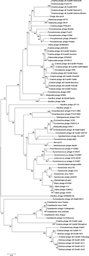 Figure 2 Phylogenetic analysis of jumbo phages. The evolutionary history was inferred using the neighbor-joining method. The evolutionary distances were computed using the Poisson correction method and are in the units of the number of amino acid substitutions per site. The analysis involved amino acid sequences of terminase large subunits from 152 jumbo phages. All positions containing gaps and missing data were eliminated. Evolutionary analyses were conducted in MEGA5.