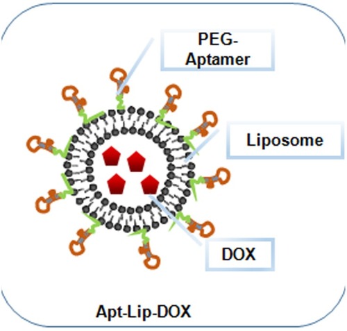 Figure 4 A schematic illustration of Polyethylene glycate (PEG)-aptamer-liposome-doxorubicin (DOX); a type of lipid drug-conjugate.Notes: Reproduced from Dou XQ, Wang H, Zhang J, et al. Aptamer–drug conjugate: targeted delivery of doxorubicin in a HER3 aptamer-functionalized liposomal delivery system reduces cardiotoxicity. Int J Nanomed. 2018;13:763-776Citation328