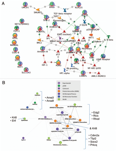 Figure 3 Characterization of genes with increased methylation and decreased expression level in HPV(−) compared to HPV(+) cell lines (A) CDKN2A and Keratin 8 are interaction hubs among genes with increased methylation and decreased expression level in HPV(−) relative to HPV(+) cell lines (Fig. 2C, top left quadrant). Interactions among 28 input genes (circled in green/blue/red) with increased methylation and decreased expression level in HPV(−) compared to HPV(+) cell lines. The 28 genes were prioritized as being both downregulated and exhibiting higher promoter methylation in HPV(−) versus HPV(+). The network was created using GeneGO's MetaCore and the shortest path algorithm with a 2 step maximum. Interactions (all curated) are either based on binding (B), transcriptional regulation (TR), influence on expression (IE) or phosphorylation (+P) in humans and low trust interactions were discarded. Green arrows indicate activation, red arrows indicate inhibition and gray arrows are unspecified. Interaction types are indicated on the arrows. Additional genes in network (not circled) were included because they connected/interacted with two or more of the input genes. (The complete legend for GeneGO's MetaCore networks is provided as Sup. Fig.10). (B) Related biological concepts (p < 0.05) for genes with increased methylation and decreased expression level in HPV(−) relative to HPV(+) cell lines (Fig. 2C, top left quadrant).