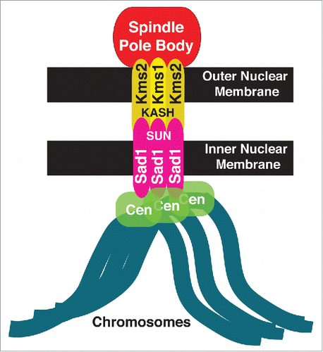 Figure 1. Schematic of the LINC complex in fission yeast. The LINC complex consists of 2 components: Sad1, the SUN-domain protein (pink) in the inner nuclear membrane and a KASH-domain protein (yellow) in the outer nuclear membrane. In fission yeast, Sad1 anchors all centromeres to the inner nuclear membrane.