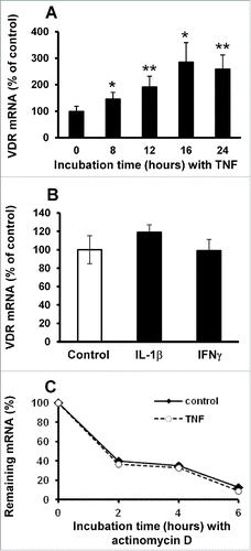 Figure 2. TNF selectively increases VDR gene expression without affecting mRNA stability. HaCaT cells were treated with TNF (10 ng/mL) for 0–24 hours (A) or with IL-1β and IFNγ (20 ng/mL) for 24 hours (B). mRNA levels of VDR were quantified by real-time PCR and normalized to RPLP0 mRNA levels. Data are presented as % of control of four independent cultures. The significance of the difference between groups was assessed by unpaired Student's t-test: cultures treated vs non-treated with TNF (*, P < 0.02; **, P < 0.005). (C), HaCaT cells were treated with TNF (10 ng/mL) for 17 hours and then exposed to actinomycin D (1μg/mL) for 0, 2, 4 and 6 hours before harvesting. mRNA levels of VDR were quantified by real-time PCR and normalized to RPLP0 mRNA. Results are the mean of 3 independent cultures and presented as percent of mRNA level at the time of addition of actinomycin D. SD did not exceed 15% of the mean (not shown).