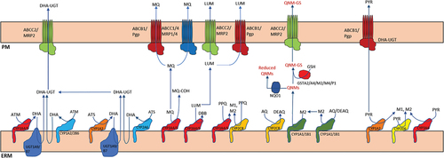 Figure 1. Schematic simplified view of the metabolic routes of antimalarials, including transporters (localized in PM) and drug-metabolizing enzymes (localized in ERM). Metabolic routes are indicated by arrows and distribution and elimination goes from the lower to upper part of the Figure. This visual compilation is based at several levels of evidence, including in vitro and in vivo data. The former includes cell free approaches (e.g [Citation141].), cellular systems (e.g [Citation147].), as well as in vivo data as drug–drug interactions (e.g [Citation47].) and pharmacogenetic marker/phenotype associations (e.g [Citation91].). In some specific cases, phase III transporters were assumed due to their known functional characteristics (e.g. the transport of phase II hydrophilic conjugates by ABCC2/MRP2). Note that the denomination ‘M1’ and ‘M2’ are just routine nomenclature for peaks in mass spectrometry analysis. As such, the M1 and M2 compounds referred are different between reactions – e.g. the M2 precursor of QNMs from the CYP1A1 and CYP1B1 action over AQ and DEAQ is not the same compound as the M2 associated with the action of CYP2C8 on PPQ. (abbreviations: PM: plasma membrane of the hepatocyte, ERM: endoplasm reticulum membrane of the hepatocyte).