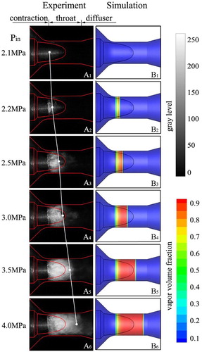Figure 5. Growing trend of cavitation length under different Pin (Pout = 1 MPa).