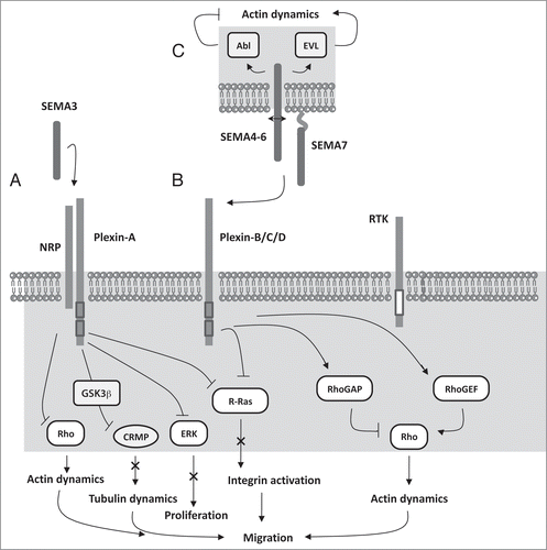 Figure 1 Semaphorin signaling. Secreted and membranous semaphorins signal through redundant and alternative pathways. (A) SEMA3-mediated stimulation of plexin-A leads to GSK3-dependent phosphorylation of CRMP and inhibits microtubule assembly by CRMP. Class-3 semaphorins also inhibit Rho-mediated actin polymerization, ERK activation and R-Ras-mediated integrin activation. (B) Upon SEMA4-7 binding, the RasGAP domain of plexin-B/C/D inactivates R-Ras-mediated integrin signaling. This pathway is similarly involved in SEMA3-plexinA signaling. Also, plexin-B/C/D can activate or inhibit RhoA. RhoA regulation sometimes requires the association of the ErbB2 and Met RTK with plexins, which lead to activation of RhoGEF or RhoGAP, respectively. (C) SEMA4-6 reverse signal through their cytoplasmic domain to Abl and EVL to regulate actin dynamics. Gray/black box: R-RasGAP domain. White box: tyrosine kinase domain. Double arrows: proteolytic cleavage. (X) indicates inhibition of the corresponding pathway by SEMA3.