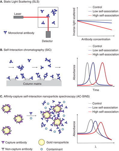 Figure 1. Overview of assays for measuring monoclonal antibody (mAb) self-association. These assays include (A) static light scattering, (B) self-interaction chromatography and (C) affinity-capture self-interaction nanoparticle spectroscopy.