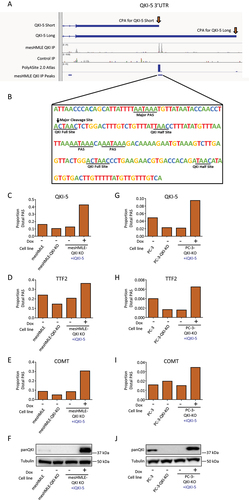 Figure 3. QKI-5 regulates its own APA to produce a transcript with a long 3’UTR. (A) IGV tracks depicting the location of QKI CLIP-Seq peaks in the QKI-5 3’UTR. (B) The nucleotide sequence around the predominant site of QKI binding in the QKI-5 3’UTR showing potential QKI binding and PAS sites. (C-E) Bar charts depicting the ratio of the isoform that uses the distal cleavage site to the isoform that uses the proximal cleavage sites for indicated genes determined by qRT-PCRs performed on mesHMLE, mesHMLE QKI knockout and mesHMLE QKI Knockout + inducible QKI-5, with and without 1 µg/mL doxycycline (Dox) treatment (n = 1), (G-I) and PC3-eLuc-GFP, PC3-eLuc-GFP QKI knockout and PC3-eLuc-GFP QKI knockout + inducible QKI-5 (n = 1). (F & J) Western blots of QKI and Tubulin protein performed on matched protein samples for (C-E & G-I).