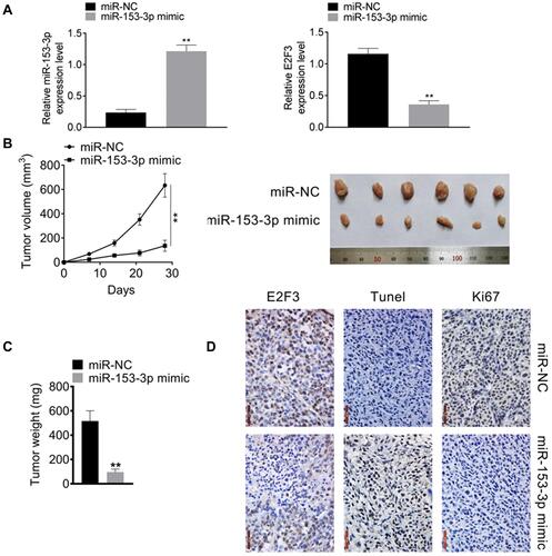 Figure 5 MiR-153-3p promoted tumor development in vivo (A) The expressions of miR-153-3p and E2F3 after miR-153-3p mimic transfection. (B). The effect of miR-153-3p mimic on tumor volume. (C). The effect of miR-153-3p mimic on tumor weight. (D). IHC assay for detecting of Ki67 and E2F3 expression, and TUNEL assay for apoptosis after transfection. **P < 0.01.