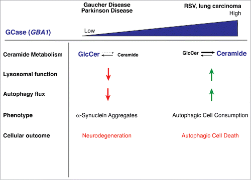 Figure 3. Model showing effects of different expression levels of GBA1. Loss of GBA1 expression, such as that which results from mutations associated with Gaucher Disease or Parkinson Disease, leads to GlcCer accumulation, lysosomal dysfunction, defects in autophagy, and eventual accumulation of α-synuclein inclusions, resulting in neurodegeneration. Enhanced GBA1 expression, such as that observed following RSV treatment, leads to elevations in ceramide and its sphingolipid metabolites, induction of autophagy and autophagic cell death.